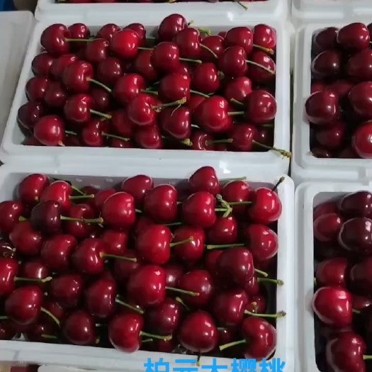 瓦房店市制冷棚美早大樱桃