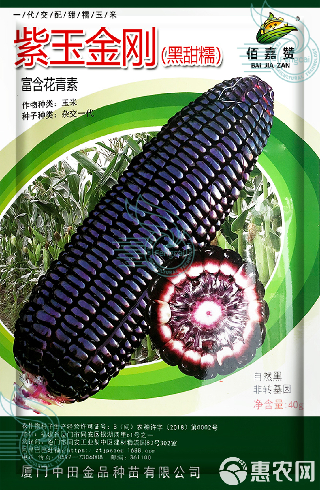 紫玉金刚 甜糯黑玉米种子 佰嘉赞 富含花青素 自然黑