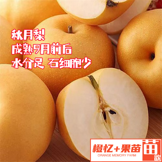 秋月梨树苗【批发+零售】苗圃基地现起现发