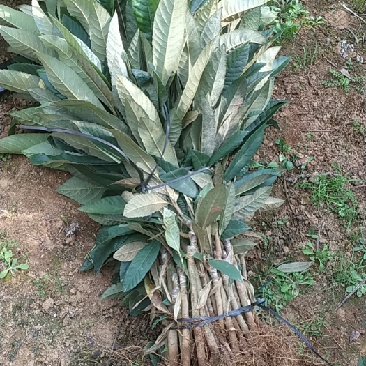 阳朔县枇杷苗