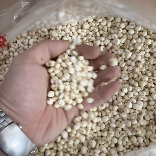 靖宇县贝母 精选贝母 货源充足产地直发，农产品大量批发各种规格中药