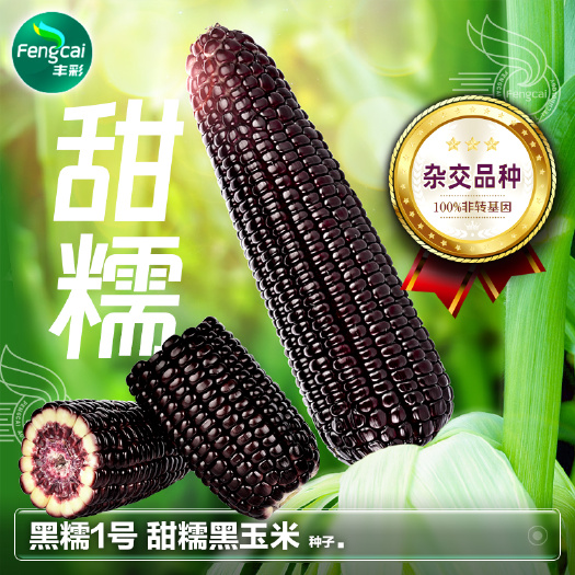 绵阳黑糯1号玉米种子 甜糯有嚼劲 皮薄化渣口齿留香