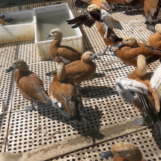 翅麻鸭养殖，翅麻鸭价格，观赏鸭品种
