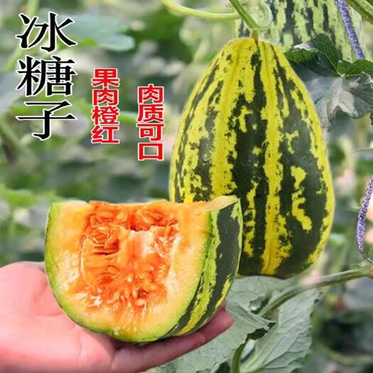 洛阳冰糖子甜瓜种子，花皮甜掉牙香瓜种子，高糖早熟，抗病，耐旱耐低