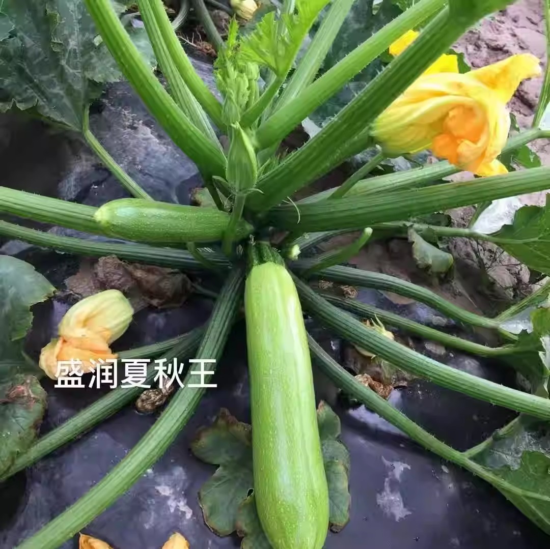 夏秋王西葫芦种子，耐热抗病，翠绿有光泽，果型美观，露地专用