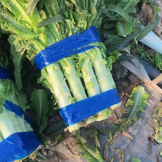 台州精品台州莴笋大量上市