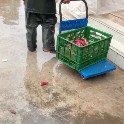 今年红薯太好了打成粉纯红粉保证剂