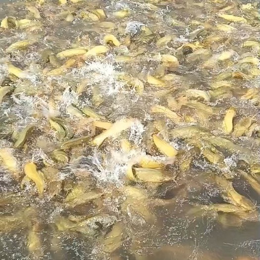 遂溪县湛江市遂溪县三黄塘角鱼三黄塘鲺出货4万斤