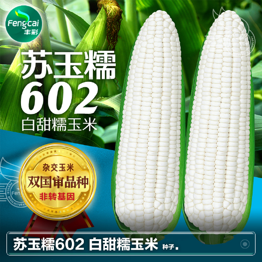 绵阳苏玉糯602 白甜糯玉米种子 软糯香甜 品质佳