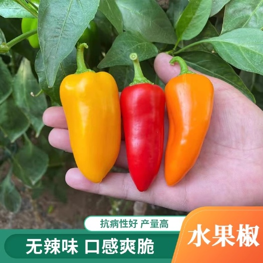 寿光市水果椒种子，彩色辣椒种子，爽脆酸甜，无辣味，抗病，耐运输