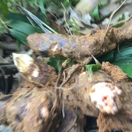 土茯苓