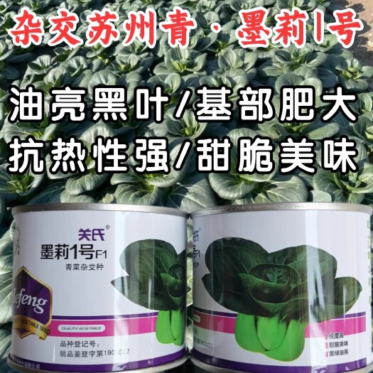 洛阳墨莉1号杂交苏州青种子，油亮黑叶，矮脚肥厚，耐热，甜脆美味