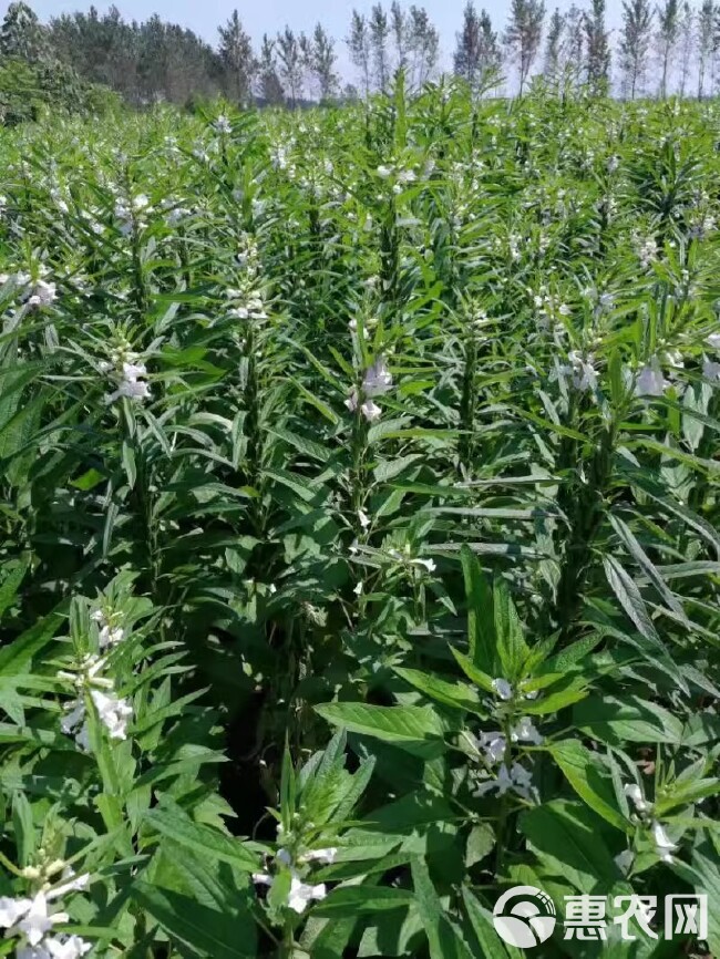 白芝麻种子，矮脚小籽，耐旱耐涝，抗倒，抗病强，基地专用