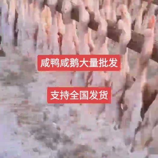 利辛县腌/咸鹅