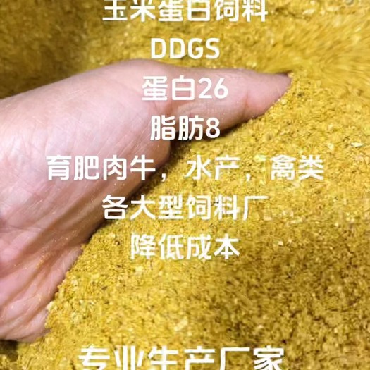 正定县玉米酒糟，蛋白26，脂肪8