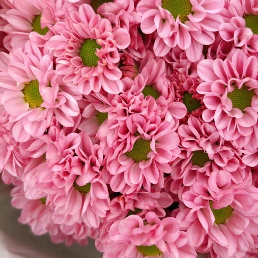 昆明小雏菊鲜切花 真花家居装饰摆摊团购婚庆批发云南基地直发