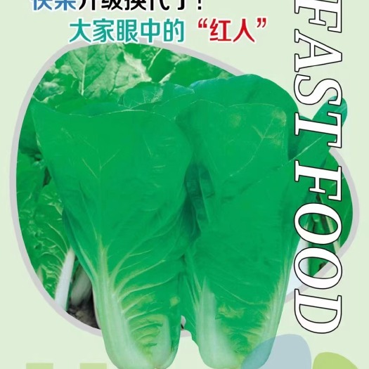 郑州28天早熟快菜小白菜种子，抗病强，好吃，颜色好，叶片厚，球内