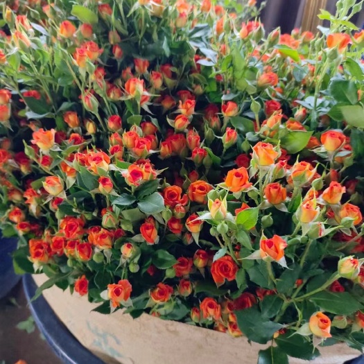 昆明多头玫瑰鲜切花 真花家居装饰摆摊团购婚庆批发云南基地直发