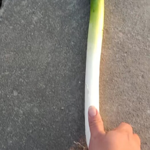 南通铁杆大葱