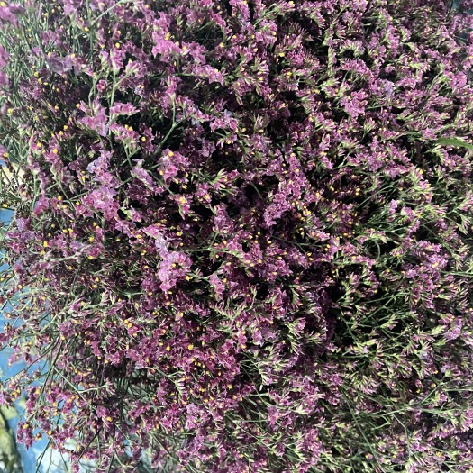 昆明水晶草鲜切花 真花摆摊团购花店批发云南基地直发