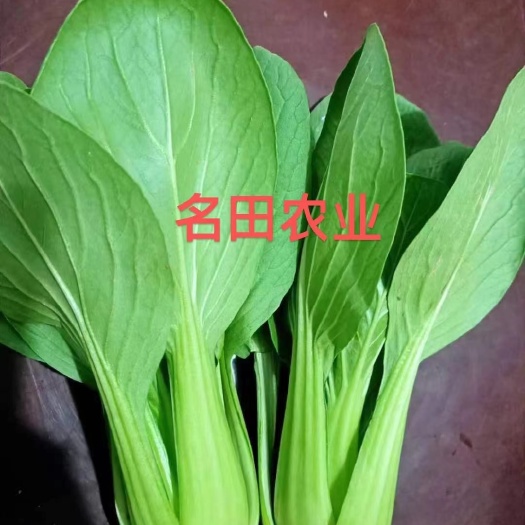 郑州大叶梗青叶种子 耐热，耐湿，耐抽苔青梗菜种子 上海青种子