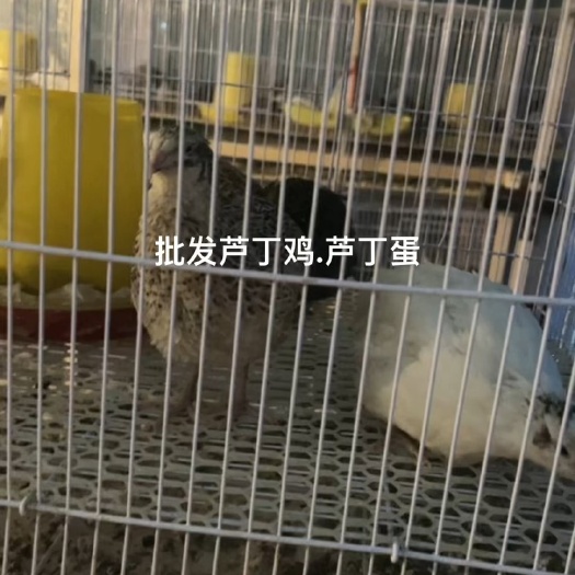 漯河芦丁蛋