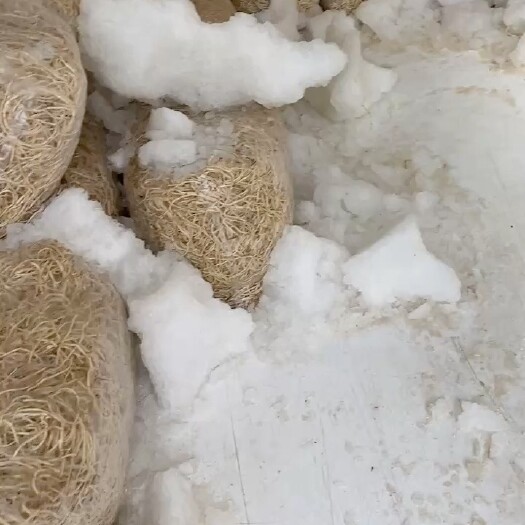  鱼腥草根