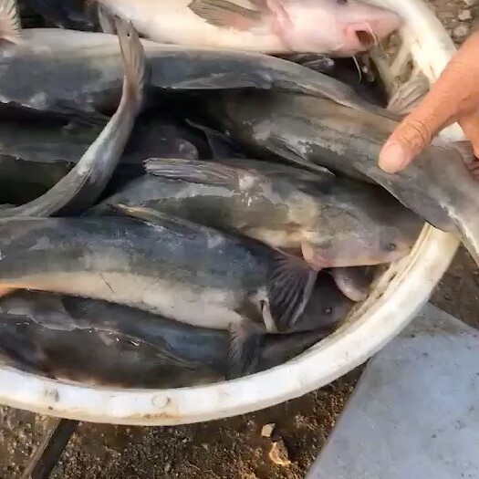 佛山江团出售