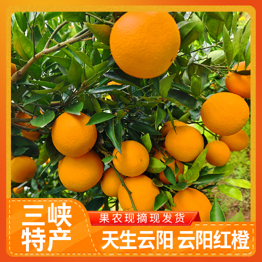 云阳红橙