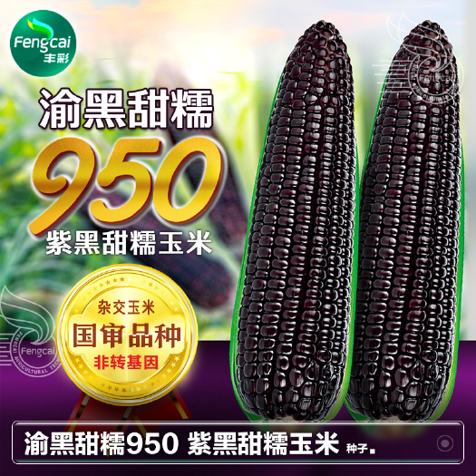 绵阳重庆科光 渝黑甜糯950黑玉米种子 杂交种