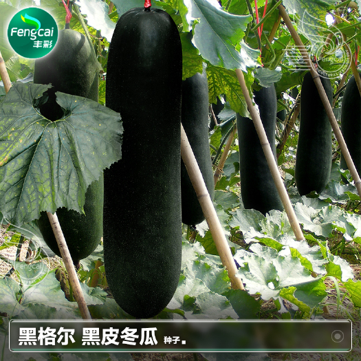 黑格尔黑皮冬瓜种子 单瓜重13-20公斤 郑研种苗 果皮黑亮