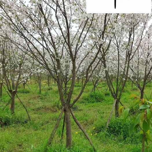 四川樱花苗木基地直供 6-20公分樱花 精品早樱晚樱降价批发