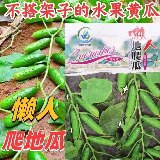 建瓯市满地爬黄瓜种子，无架黄瓜种子，懒人不搭架旱黄瓜种子，耐热抗病