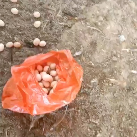 灵山县广西灵山土鸡老水蛋多黄脚黄肉