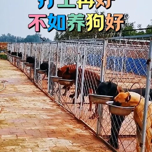 郓城县肉狗养殖