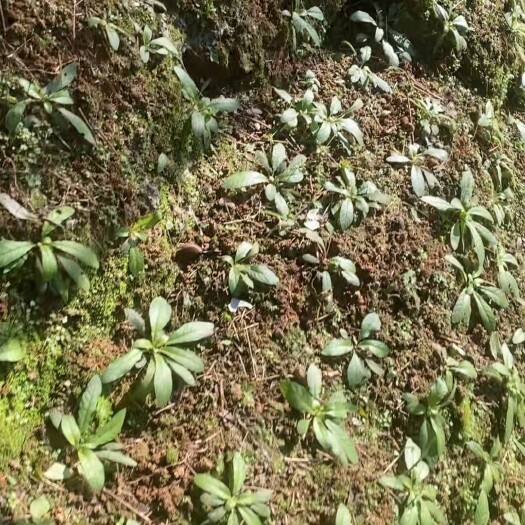 广宁县白背仔（白背地胆草）