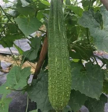 丰顺县丝瓜苗 棱角丝瓜苗 花点丝瓜苗 广东基地直发