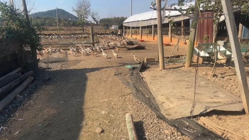 绍兴2年白脖老鸭出售