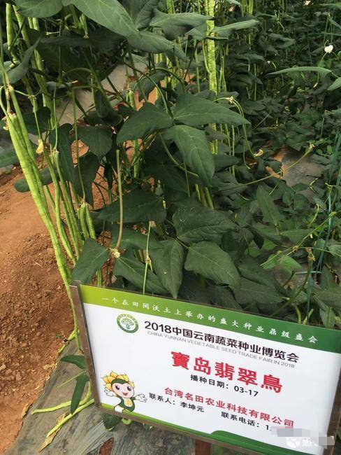 翠绿色豆角种子豇豆种子，条长肉厚 无鼠尾 不鼓籽 抗病强