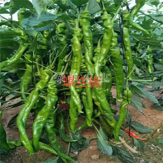 寿光市螺丝辣椒苗  螺丝椒苗