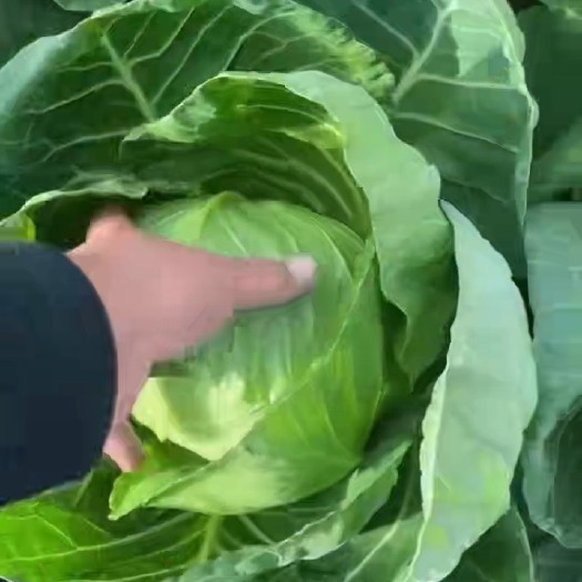 邯郸精品甘蓝