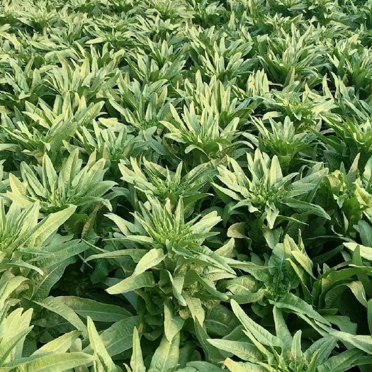新泰市精品三青莴苣货量充足