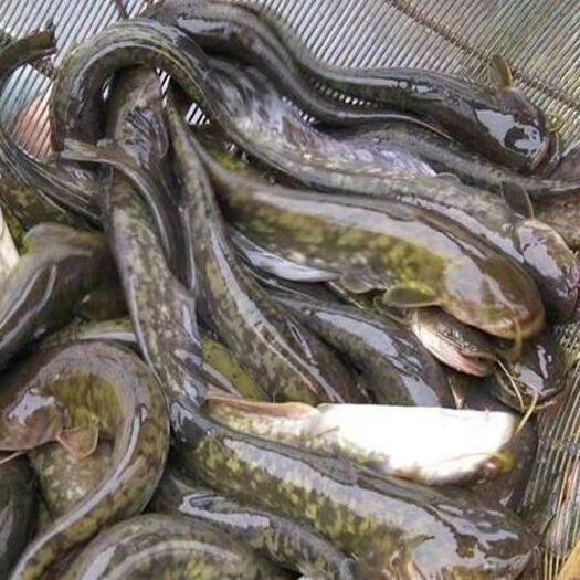 东莞市鲶鱼苗快大型革胡子鲶鱼苗活体塘鲺