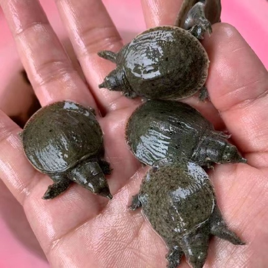 甲鱼苗  外塘甲鱼苗王八鱼苗