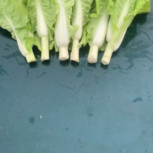 汉川市芽白苔，毛白菜苔，菜苔