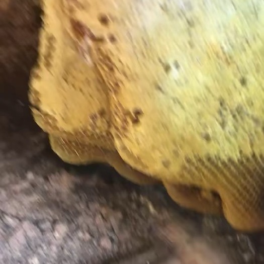 漳浦县纯野生土蜂蜜