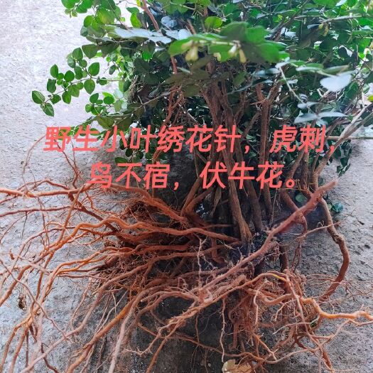 长沙饮片虎刺绣花针医院用别名刺龙牙老鼠刺白凤珠鸟不宿黄脚鸡伏牛花