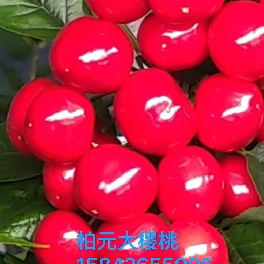 瓦房店市制冷棚美早大樱桃