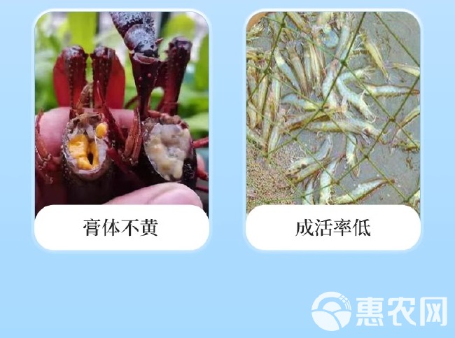 虾青素水产用南美对虾海参甲鱼亮体诱食保苗育苗抗应激促生长