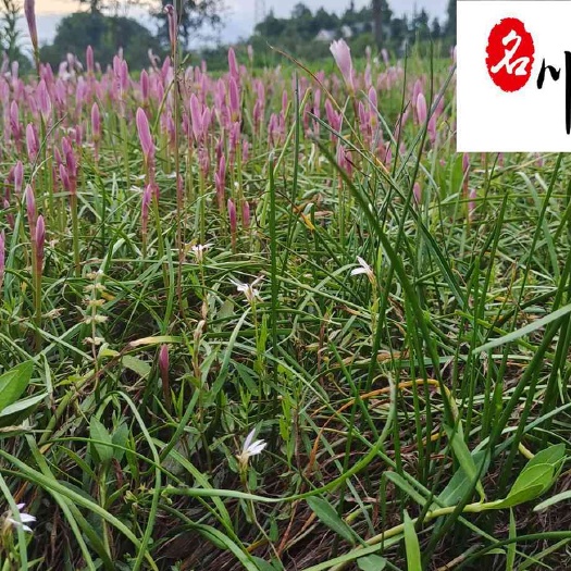 成都成都葱兰批发 农户直销 优质货源 葱兰优惠批发价 地被绿化